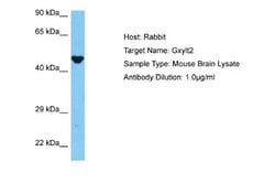 GXYLT2 Rabbit anti-Mouse, Polyclonal, Novus Biologicals 0.1 mL | Buy Online | Novus Biologicals | Fisher Scientific